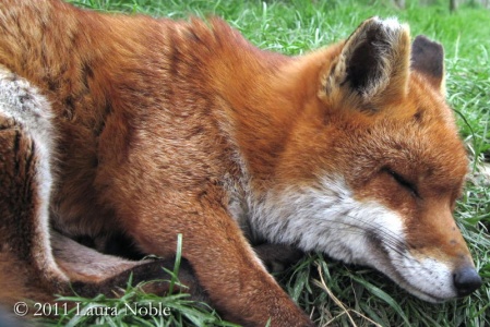 Red fox (Vulpes vulpes) Laura Noble